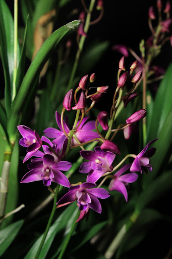 Dendrobium Berry (kingianum x Mini Pearl) IMG_5283