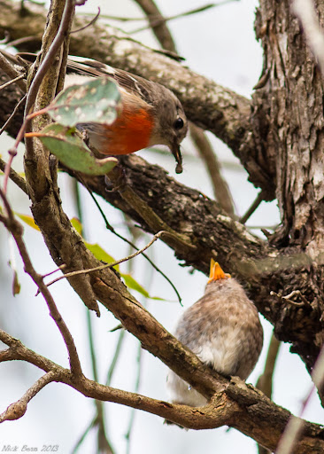 378A7824_Flame_robin_baby_being_fed.jpg