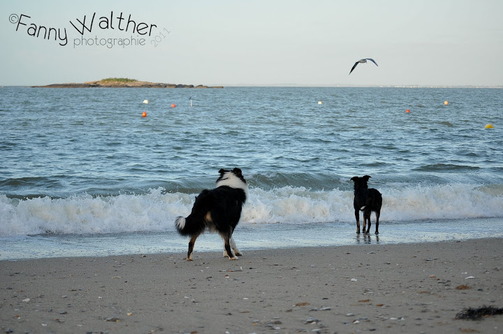 Les trois loups DSC_3775