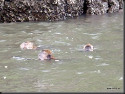 Swimming Monkeys