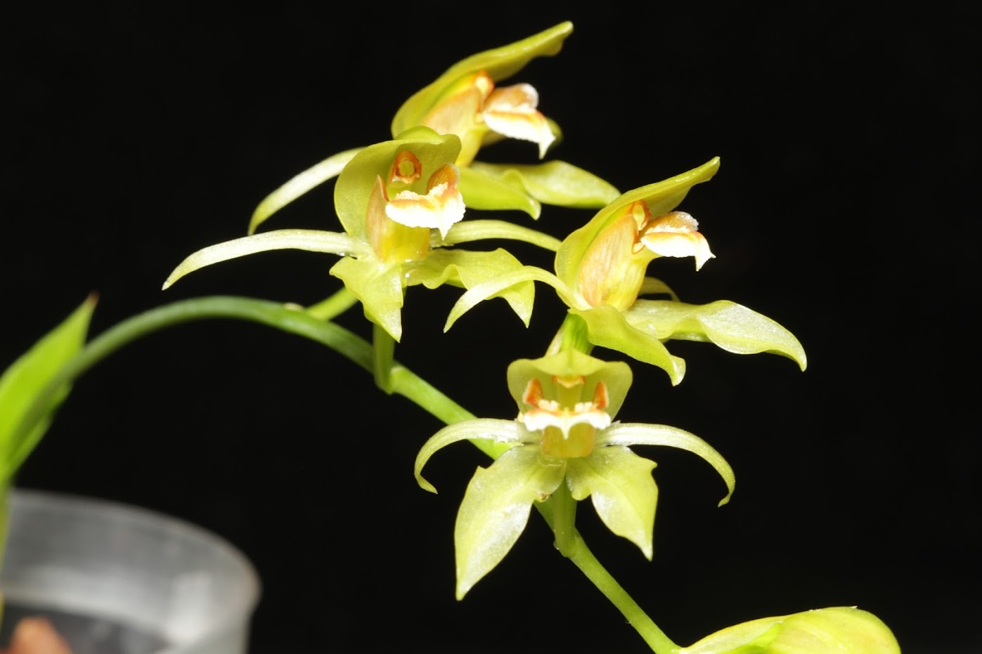 Coelogyne chloroptera IMG_3644