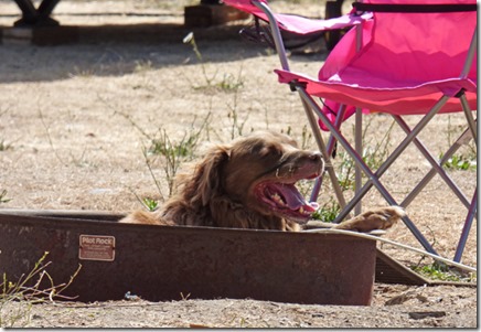 Hank the Dog, , Huntley Park, Gold Beach Oregon