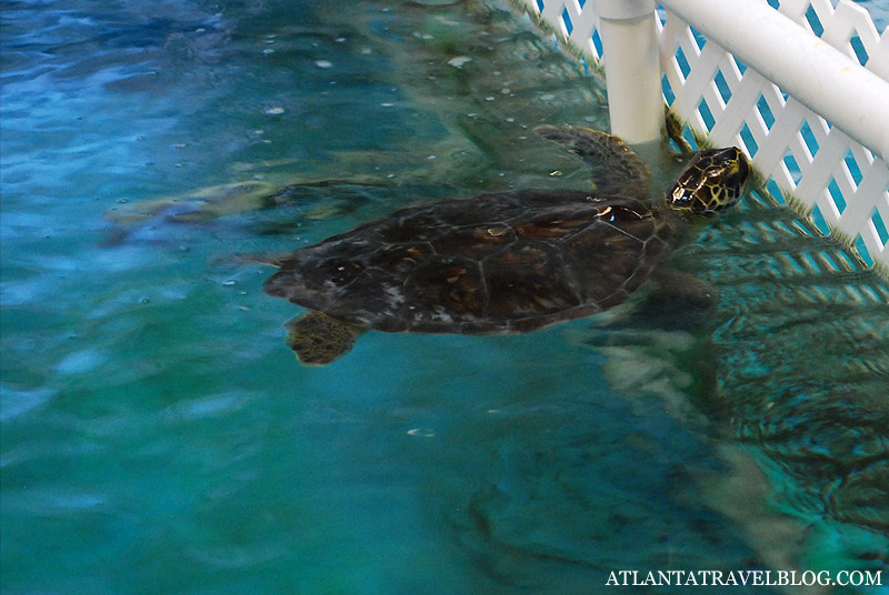 Georgia Sea Turtle Center