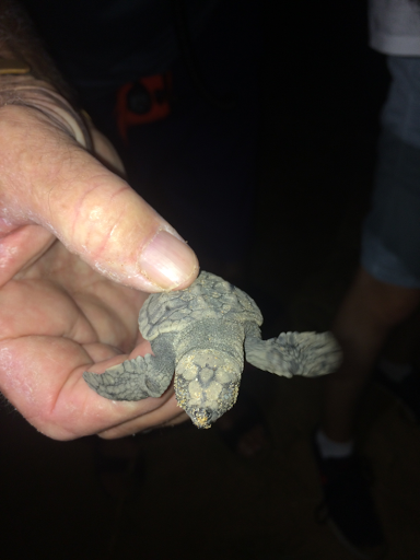 A little flatback turtle