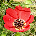 Peacock anemone (ανεμώνη)