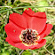 Peacock anemone (ανεμώνη)