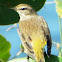 Palm Warbler