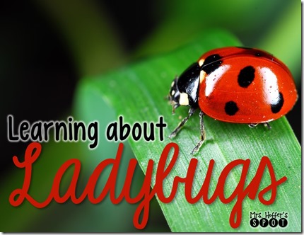 ladybug