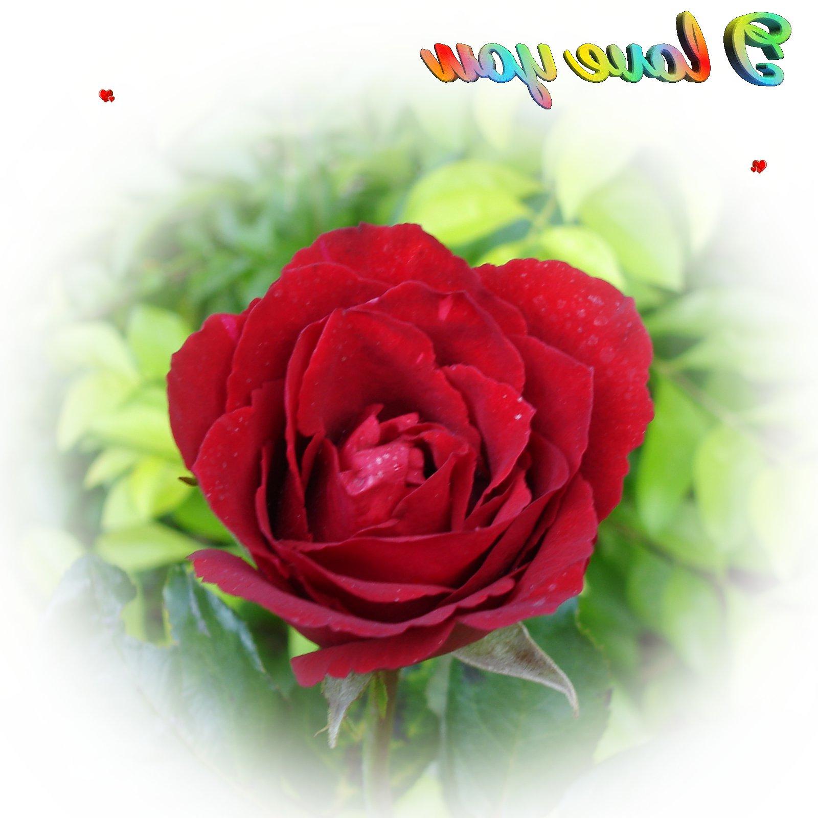 Dark red rose - I love you -