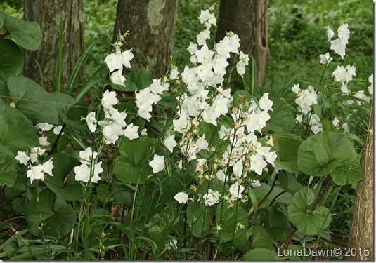 Campanula Peach Leaf Bellflower Woods