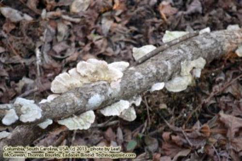 Dryads Saddle