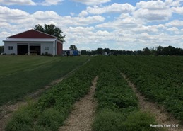 Strawberry Fields