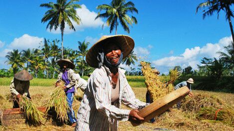 Petani Menjerit di Musim Panen