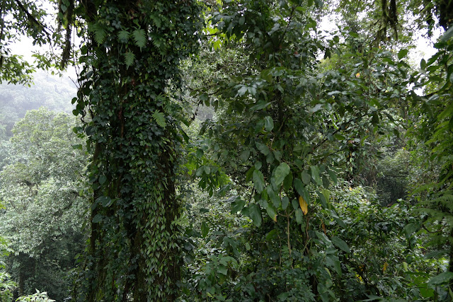 CHIANG MAI: DOI INTHANON, EN LO MÁS ALTO DE TAILANDIA - TAILANDIA Y ANGKOR: BIENVENIDOS A ASIA (13)