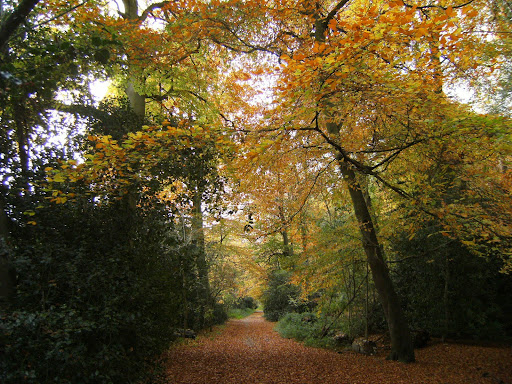 1011040002 Autumn colours in Bisham Woods