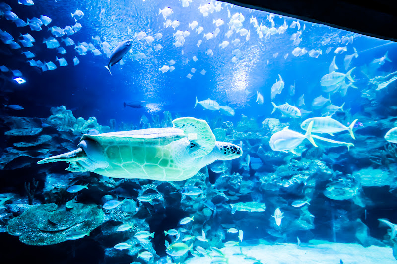 KLCC水族館 海底トンネル カメ1