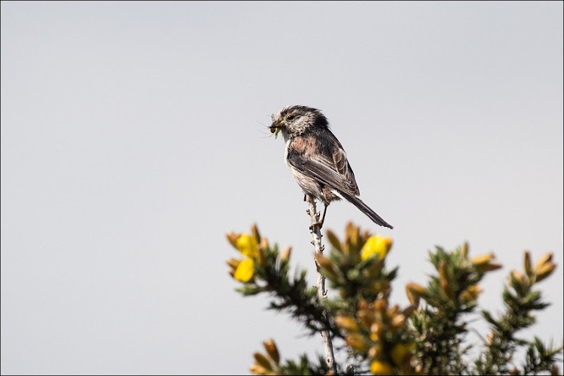 Long Tailed Tit