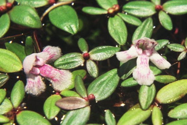 Линдерния неустрашимая (Lindernia intrepidus)