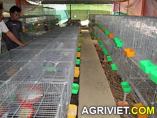 Agriviet.Com-IMG_0034.JPG