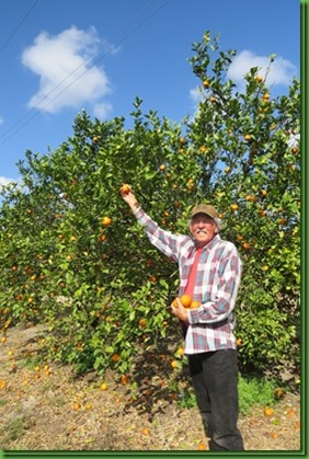 Picking citrus