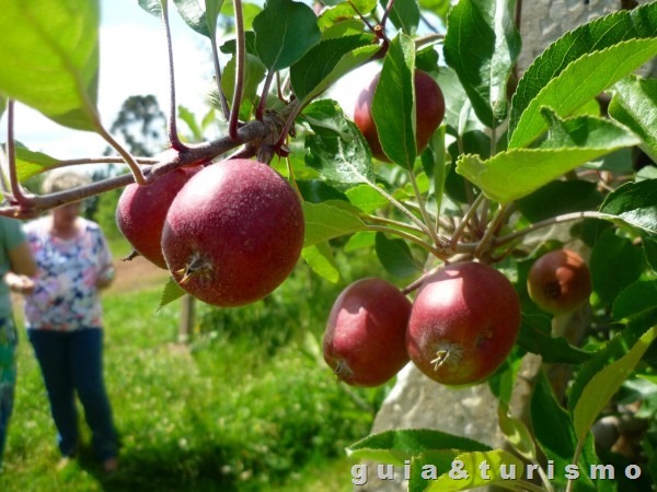 Colher maças em Fraiburgo