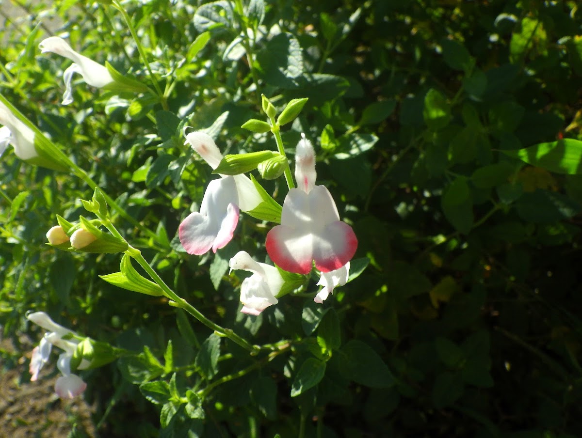 チェリーセージ ホットリップス Salvia Microphylla Hot Lips Familiar Flowers 2