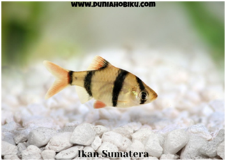 ikan sumatera