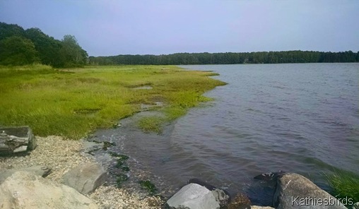 7-9-15 High tide at maquoit bay