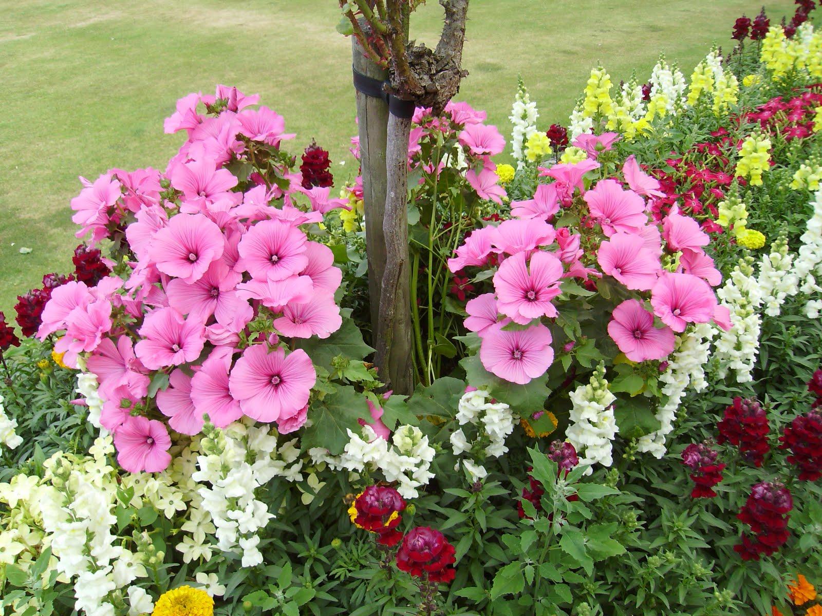 This lovely pink flowers here