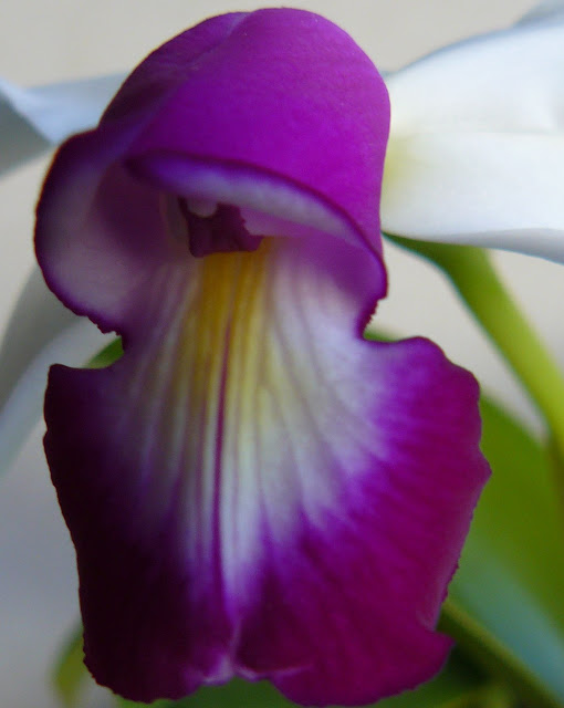 Cattleya violacea semi-alba P1050435