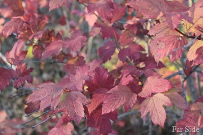 Viburnum or Snowball Bush