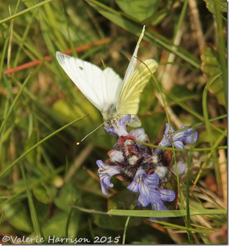 22-green-veined-white