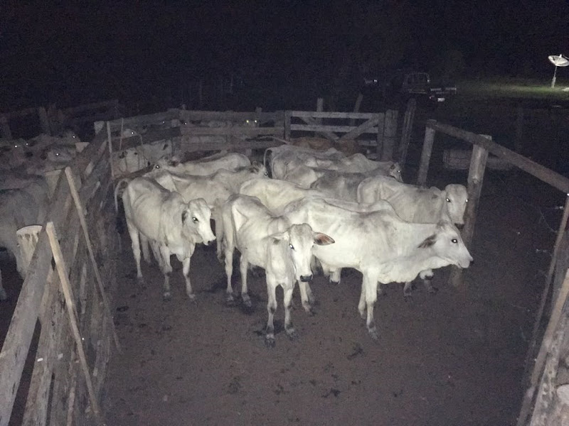 Polícia Civil recupera 61 cabeças de gado roubado de fazenda em Nobres