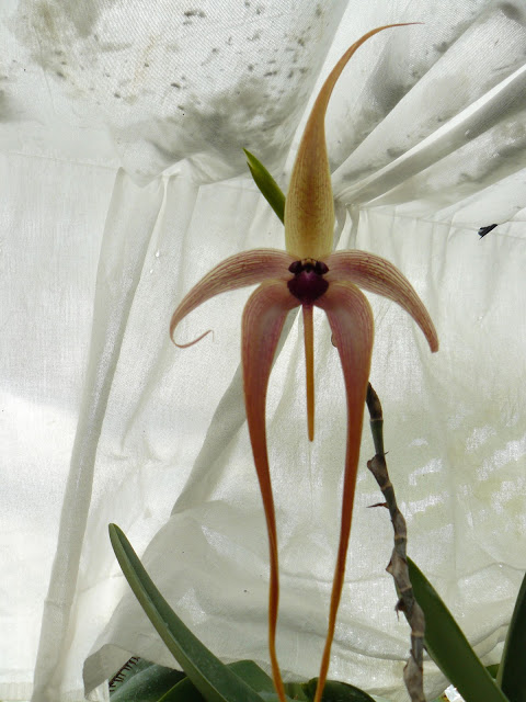 Bulbophyllum echinolabium P1030059