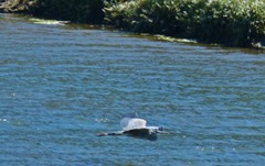 Quillayute River, Blue Heron