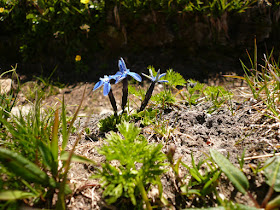 Gentiane printanière, Gentiana verna, famille: Gentianacées. gentiane printaniere Gentiana verna Gentianacees.JPG