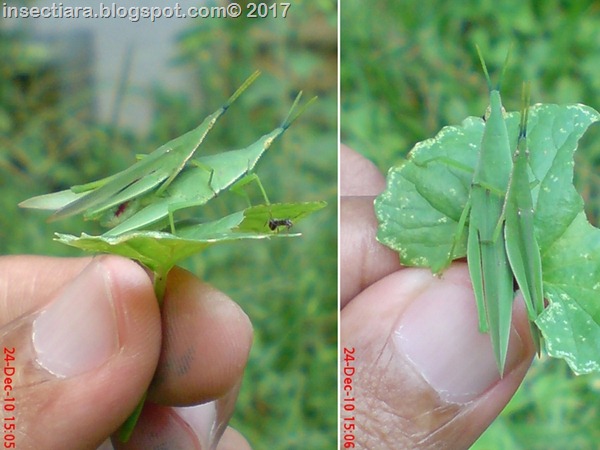 belalang Atractomorpha crenulata kawin di daun pegagan