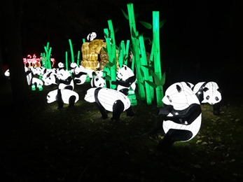 2018.12.03-075 grands pandas