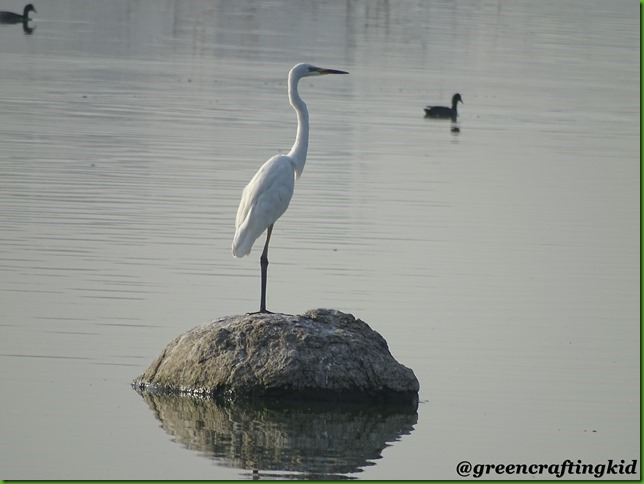 Great Egret 1