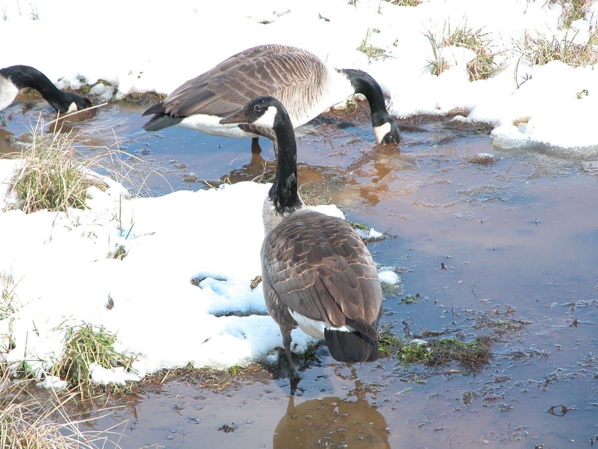 Canada Goose