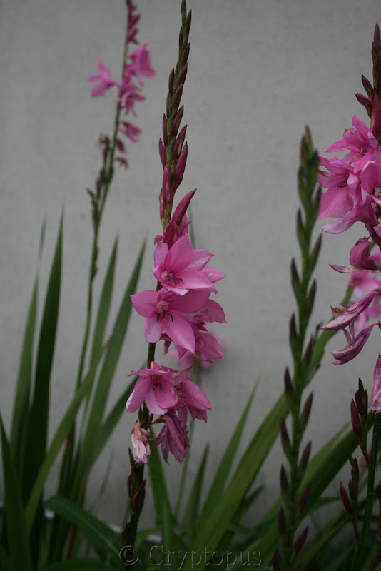 Watsonia borbonica IMG_3310