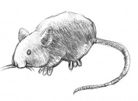 mouse-drawing-300x198-1.jpg