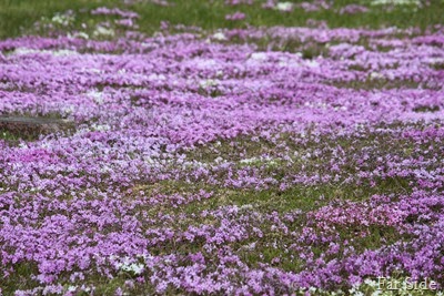 Phlox subulata