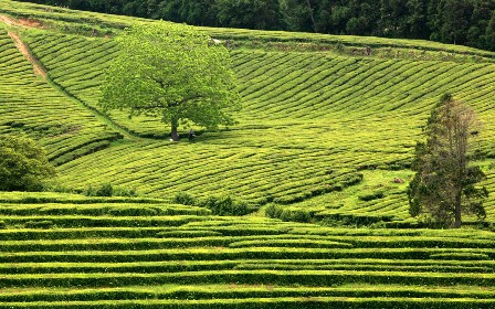 Plantação de Chá / Férias em São Miguel, a Ilha verde