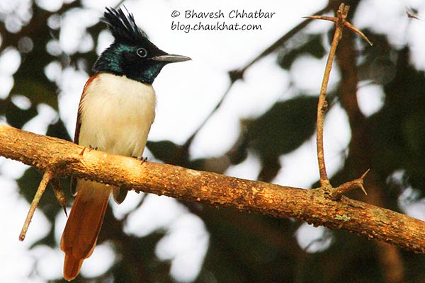 Female Asian Paradise Flycatcher