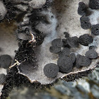 Cylindric Navel Lichen