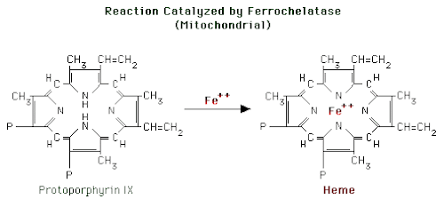 %252522ferrochelatase.gif%252522.png#s-500,233