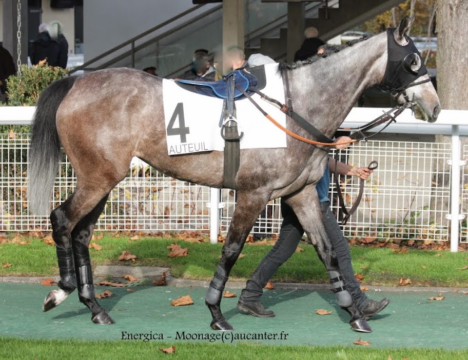 Photos Auteuil 23-11-2014  IMG_5974