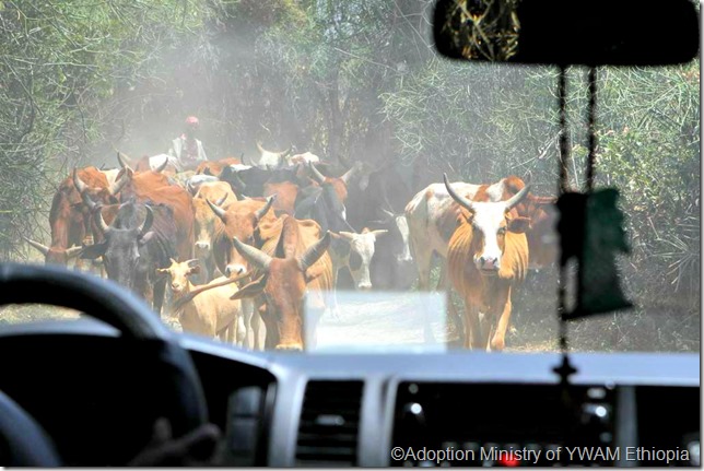 Oxen in road