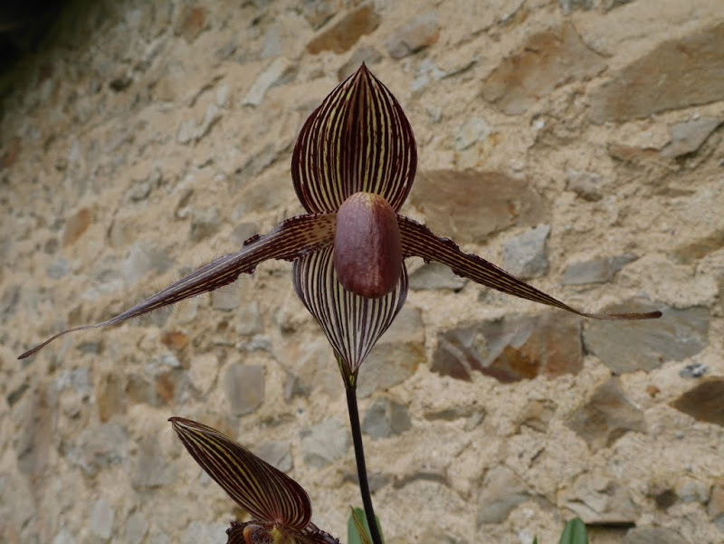 Paphiopedilum rothschildianum 'Sam's Choice' x 'MM Best' P1100535